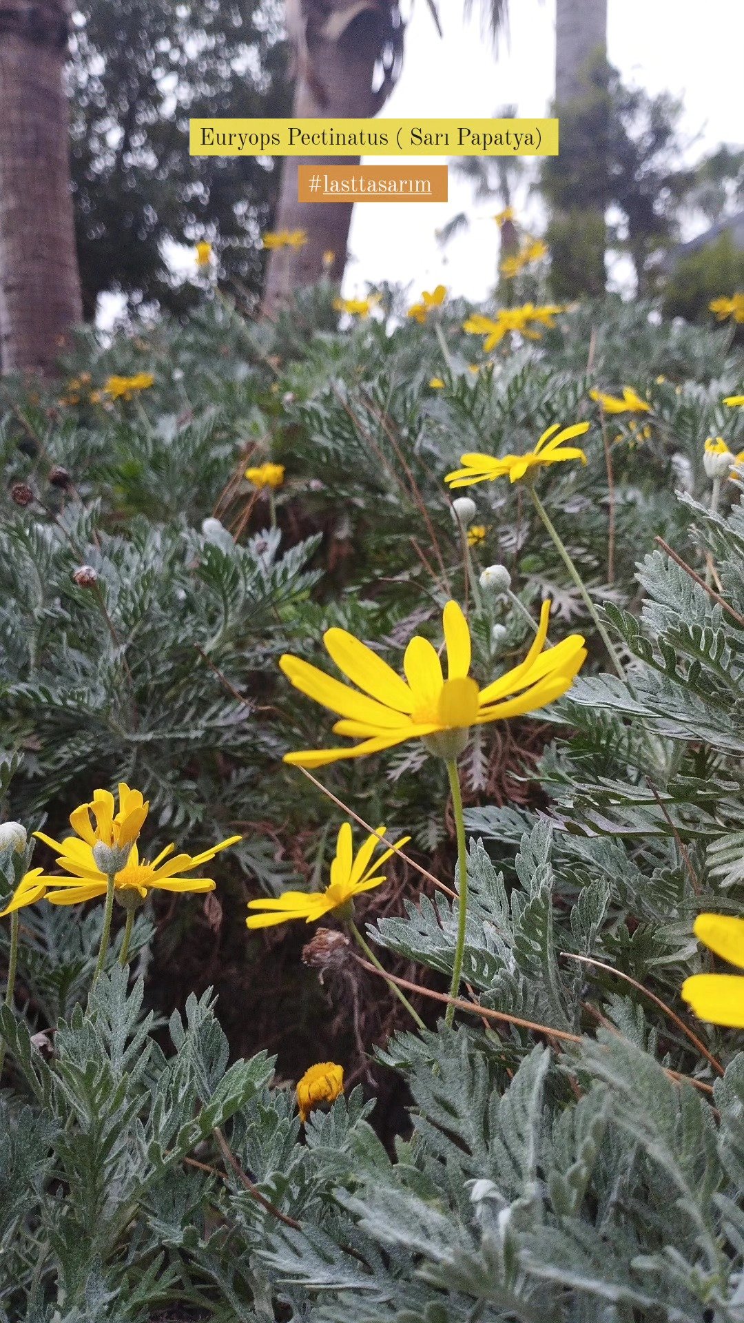 Sürekli Bahçe Bakımı