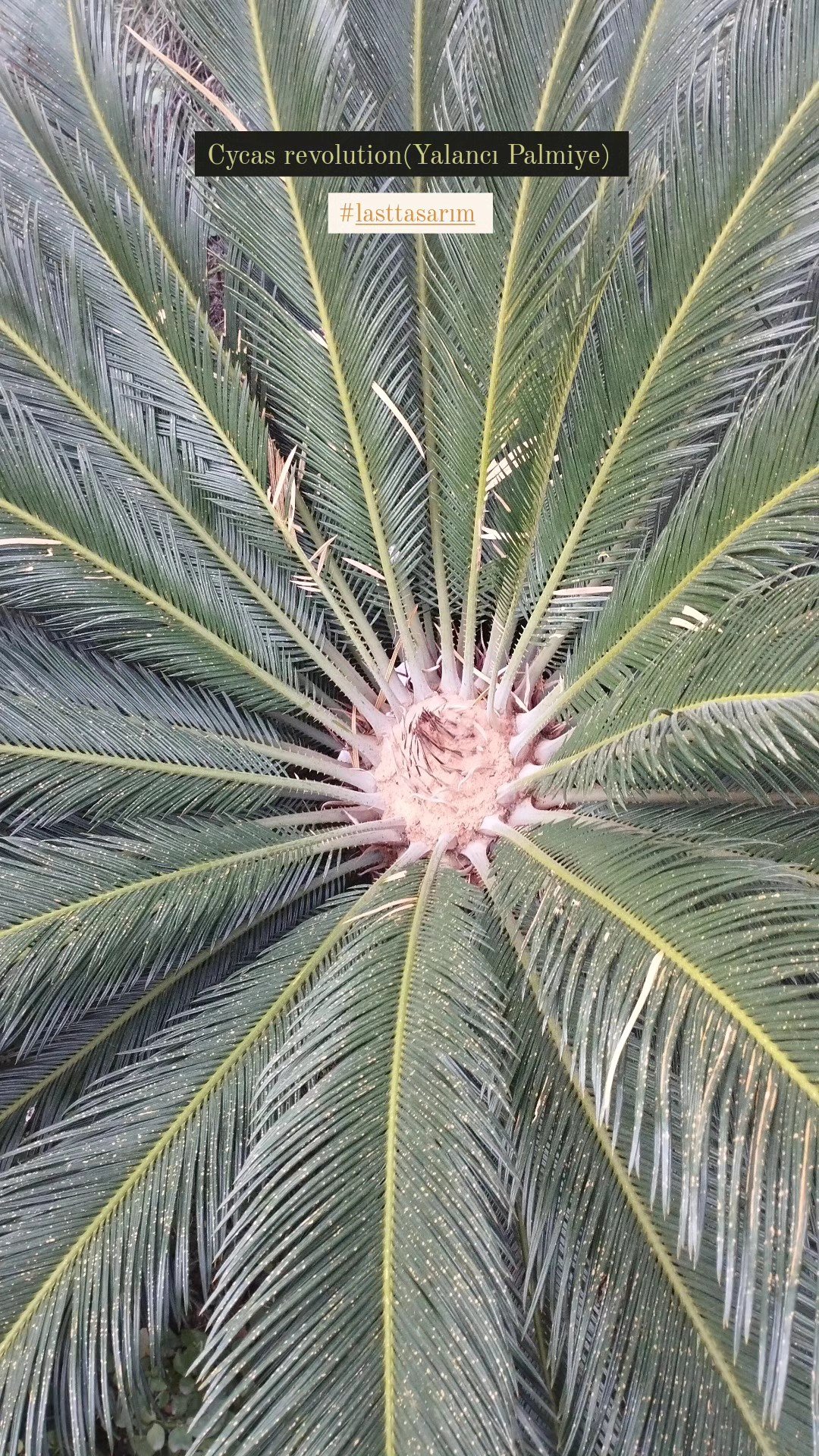 Egzotik Bitki Düzenleme