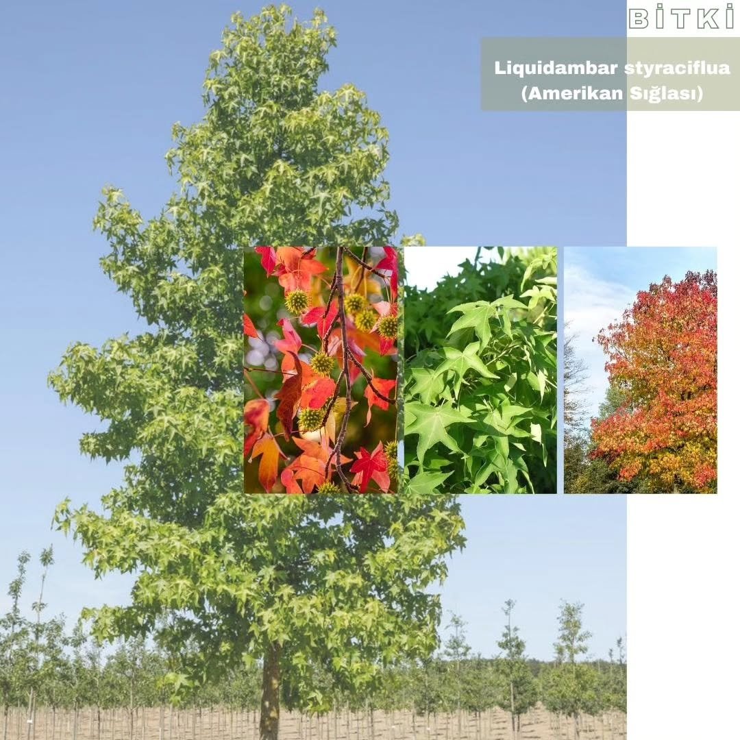 Gece Bahçe Estetiği