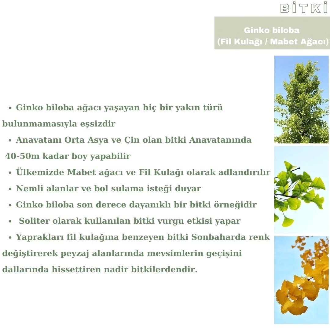 Modern Teras Düzenleme