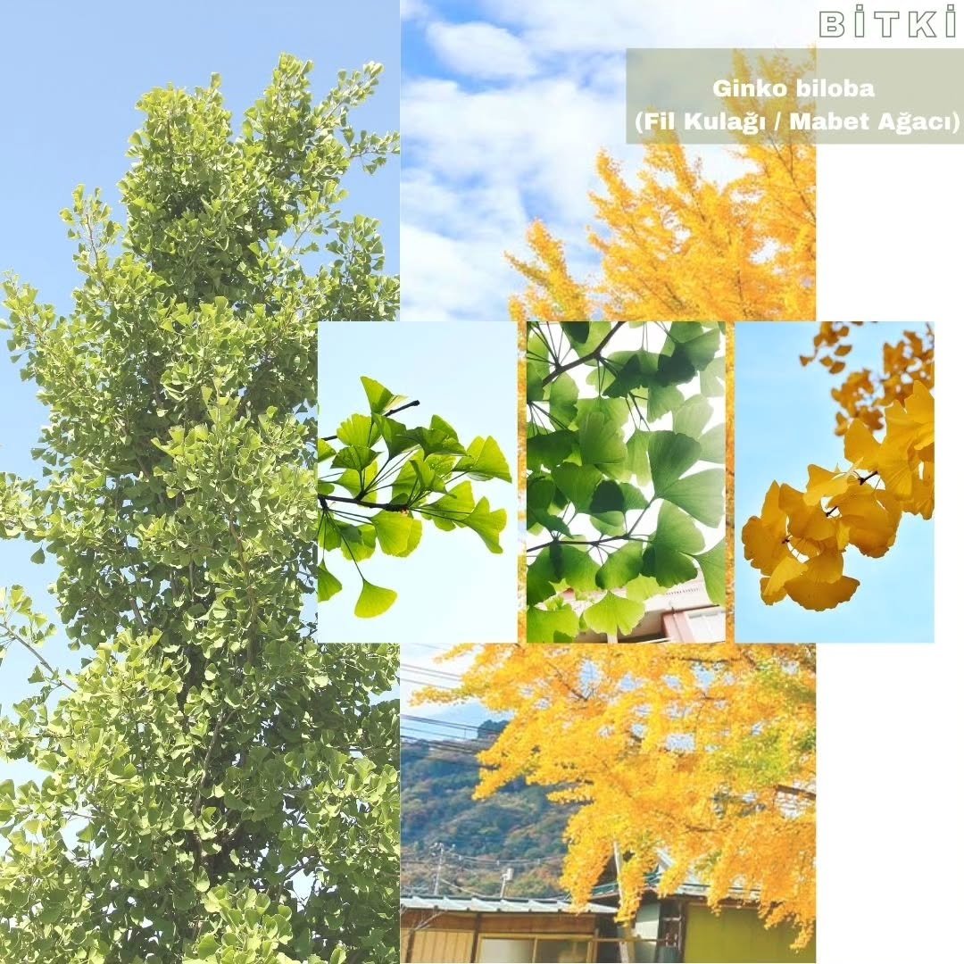 Lüks Villa Bahçe Tasarımı